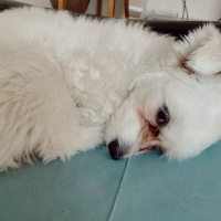 Maltese, Köpek  Zuzu fotoğrafı