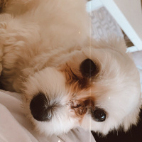 Maltese, Köpek  Zuzu fotoğrafı