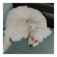 Maltese, Köpek  Zuzu fotoğrafı
