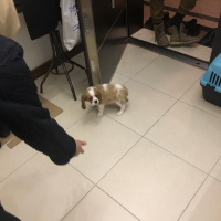 Cavalier King Charles Spanieli, Köpek  Picasso fotoğrafı