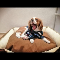 Cavalier King Charles Spanieli, Köpek  Picasso fotoğrafı