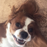 Cavalier King Charles Spanieli, Köpek  Picasso fotoğrafı