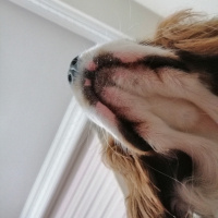 Cavalier King Charles Spanieli, Köpek  Picasso fotoğrafı