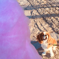 Cavalier King Charles Spanieli, Köpek  Picasso fotoğrafı