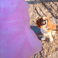 Cavalier King Charles Spanieli, Köpek  Picasso fotoğrafı