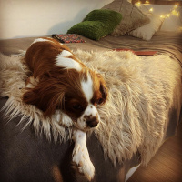 Cavalier King Charles Spanieli, Köpek  Picasso fotoğrafı