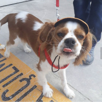 Cavalier King Charles Spanieli, Köpek  Picasso fotoğrafı