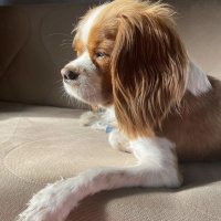 Cavalier King Charles Spanieli, Köpek  Picasso fotoğrafı