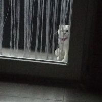 Scottish Fold, Kedi  Güllaç fotoğrafı