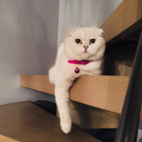 Scottish Fold, Kedi  Güllaç fotoğrafı