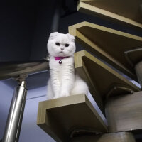 Scottish Fold, Kedi  Güllaç fotoğrafı