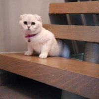 Scottish Fold, Kedi  Güllaç fotoğrafı