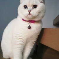 Scottish Fold, Kedi  Güllaç fotoğrafı