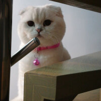 Scottish Fold, Kedi  Güllaç fotoğrafı