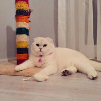 Scottish Fold, Kedi  Güllaç fotoğrafı