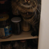 Scottish Fold, Kedi  Güllaç fotoğrafı