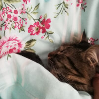 Scottish Fold, Kedi  Güllaç fotoğrafı