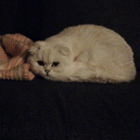 Scottish Fold, Kedi  Güllaç fotoğrafı