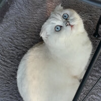 Scottish Fold, Kedi  Güllaç fotoğrafı