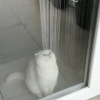 Scottish Fold, Kedi  Güllaç fotoğrafı