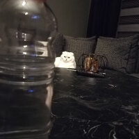 Scottish Fold, Kedi  Güllaç fotoğrafı