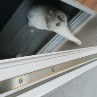 Scottish Fold, Kedi  Güllaç fotoğrafı