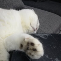 Scottish Fold, Kedi  Güllaç fotoğrafı