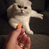 Scottish Fold, Kedi  Güllaç fotoğrafı