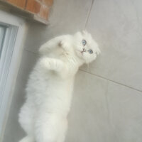 Scottish Fold, Kedi  Güllaç fotoğrafı