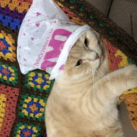 British Shorthair, Kedi  Zeze fotoğrafı