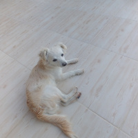 Chihuahua, Köpek  Adsız fotoğrafı