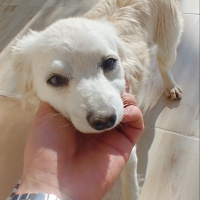 Chihuahua, Köpek  Adsız fotoğrafı