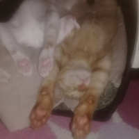 Tekir Kedi, Kedi  venüs fotoğrafı