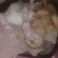 Tekir Kedi, Kedi  venüs fotoğrafı
