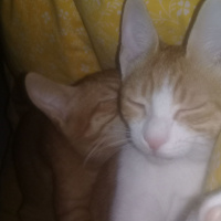 Tekir Kedi, Kedi  venüs fotoğrafı