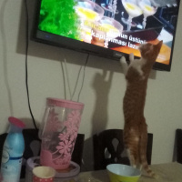 Tekir Kedi, Kedi  venüs fotoğrafı