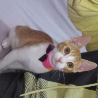 Tekir Kedi, Kedi  venüs fotoğrafı