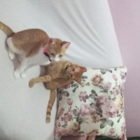 Tekir Kedi, Kedi  venüs fotoğrafı