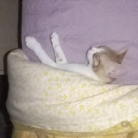 Tekir Kedi, Kedi  venüs fotoğrafı