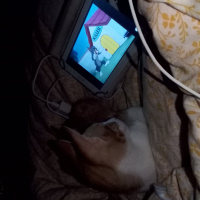 Tekir Kedi, Kedi  venüs fotoğrafı