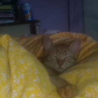 Tekir Kedi, Kedi  venüs fotoğrafı