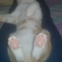 Tekir Kedi, Kedi  venüs fotoğrafı