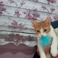 Tekir Kedi, Kedi  venüs fotoğrafı