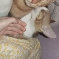 Tekir Kedi, Kedi  venüs fotoğrafı