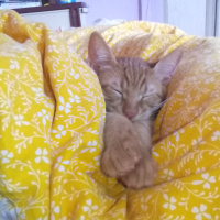 Tekir Kedi, Kedi  venüs fotoğrafı