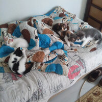 Tekir Kedi, Kedi  Evimin melekleri fotoğrafı