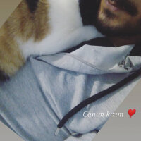 Tekir Kedi, Kedi  Evimin melekleri fotoğrafı