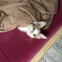 Sarman, Kedi  Pati fotoğrafı