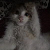 Sarman, Kedi  Pati fotoğrafı