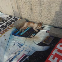 Sarman, Kedi  Pati fotoğrafı